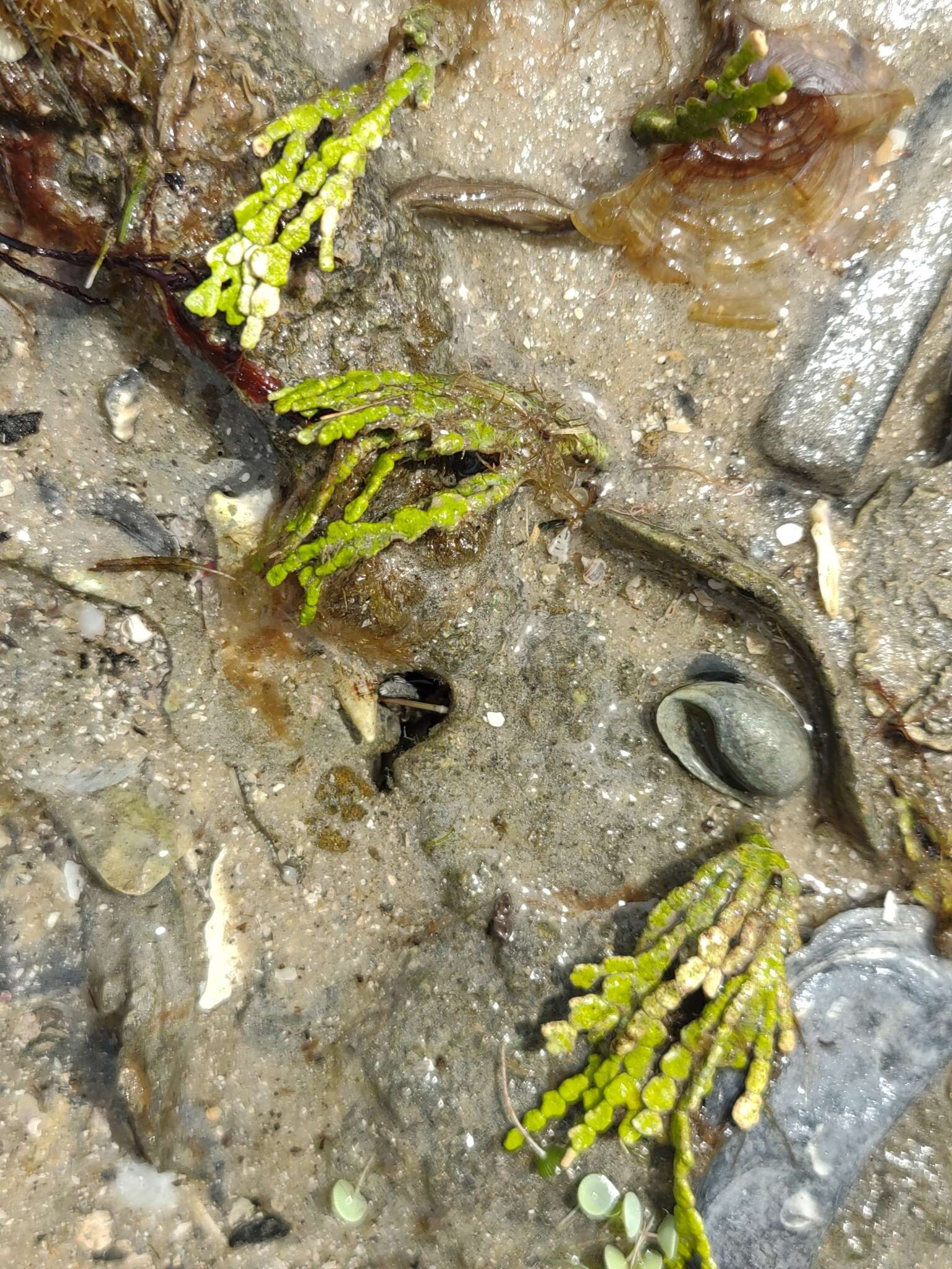 Image of Halimeda incrassata