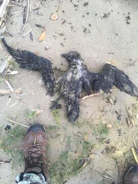 Image of Grey-faced Petrel