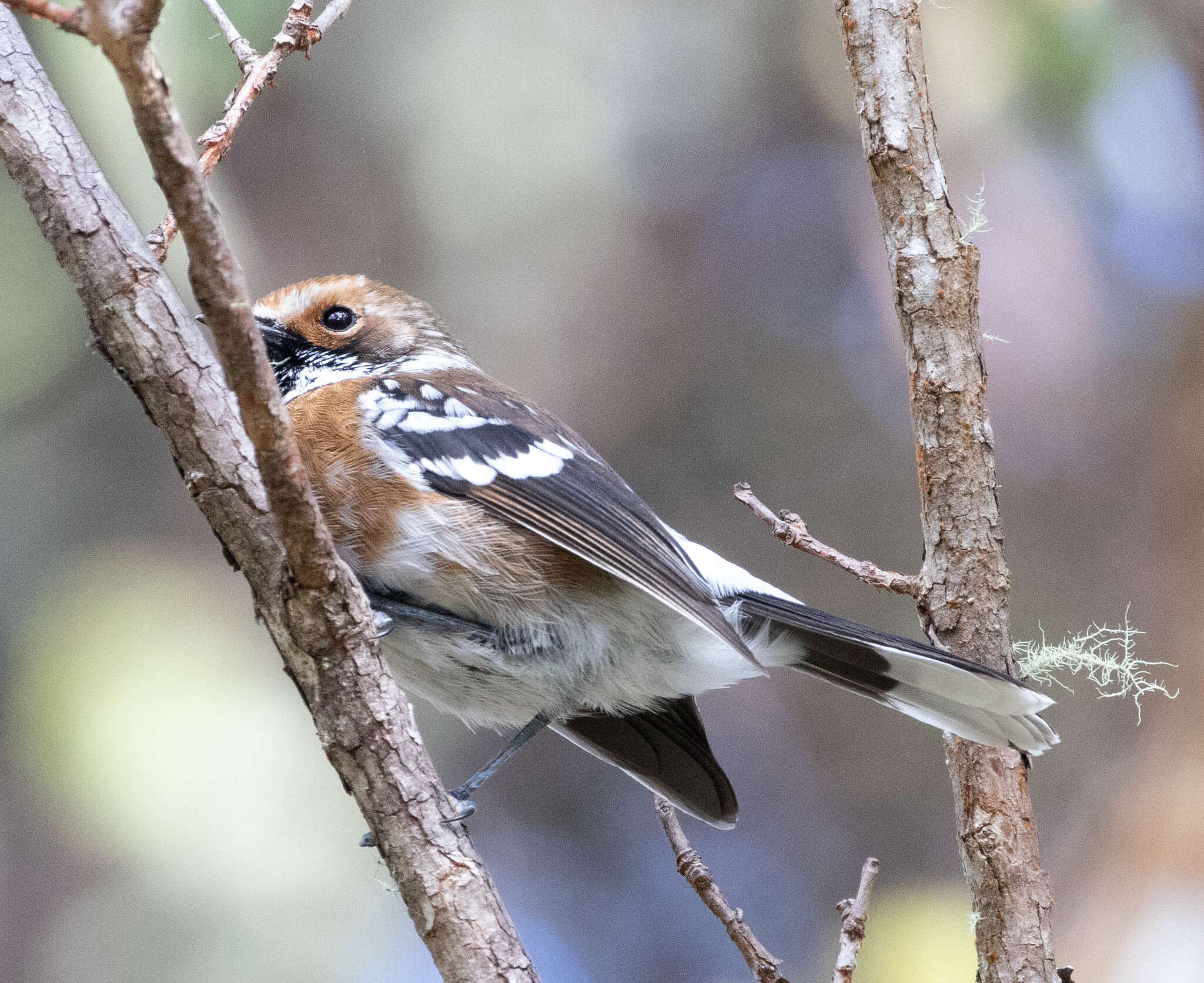 Image of Chasiempis sandwichensis bryani Pratt 1979