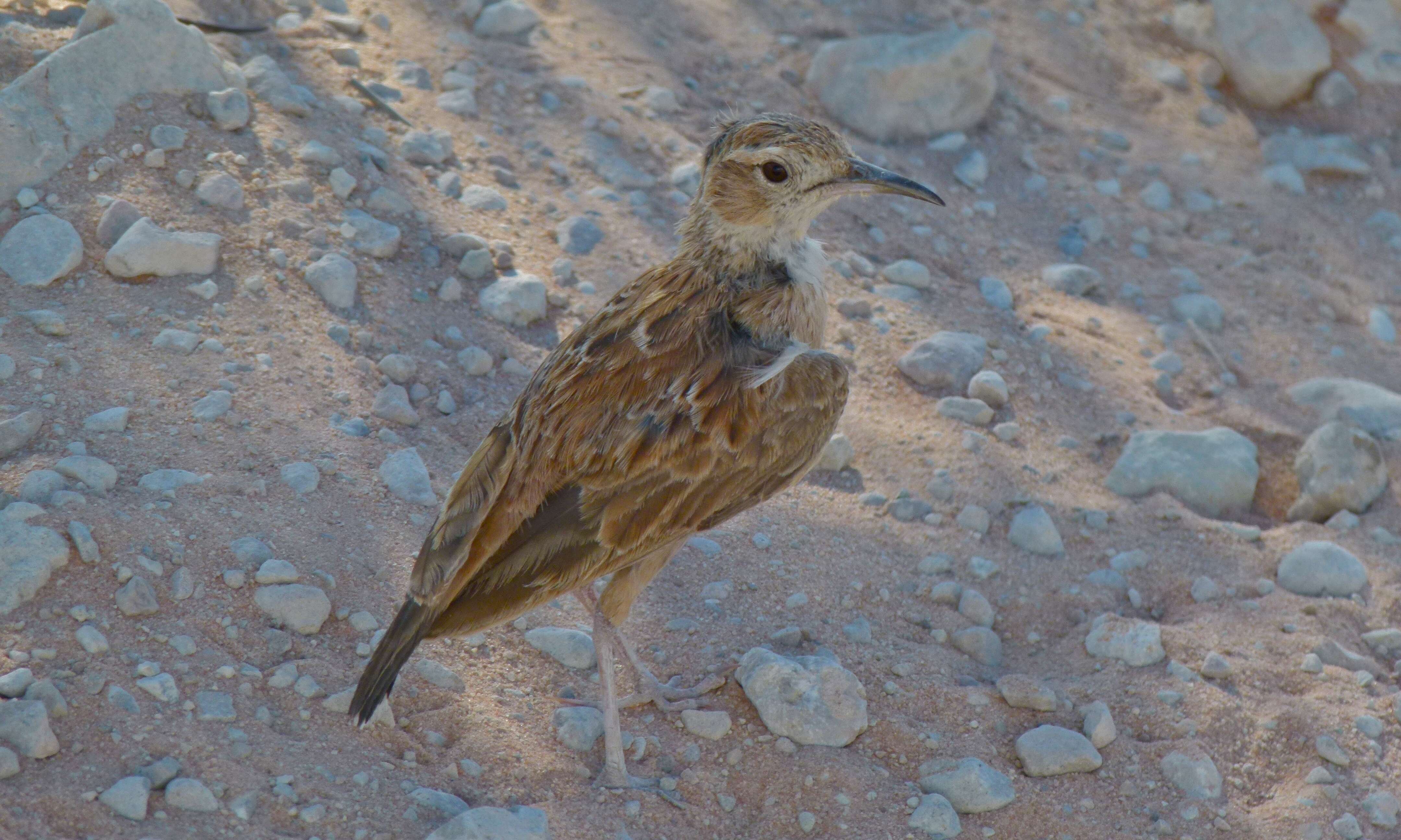 Imagem de Chersomanes Cabanis 1851