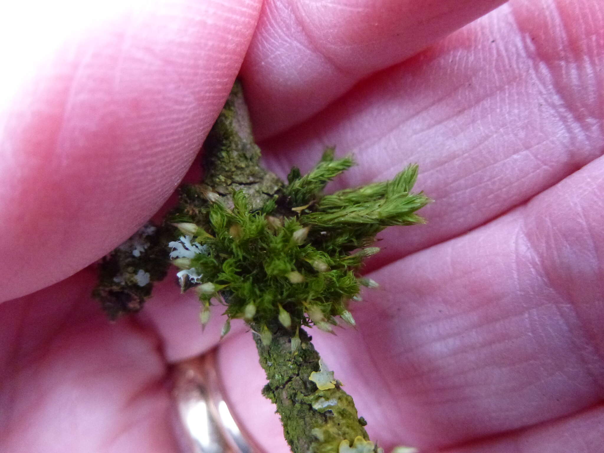 Image of orthotrichum moss