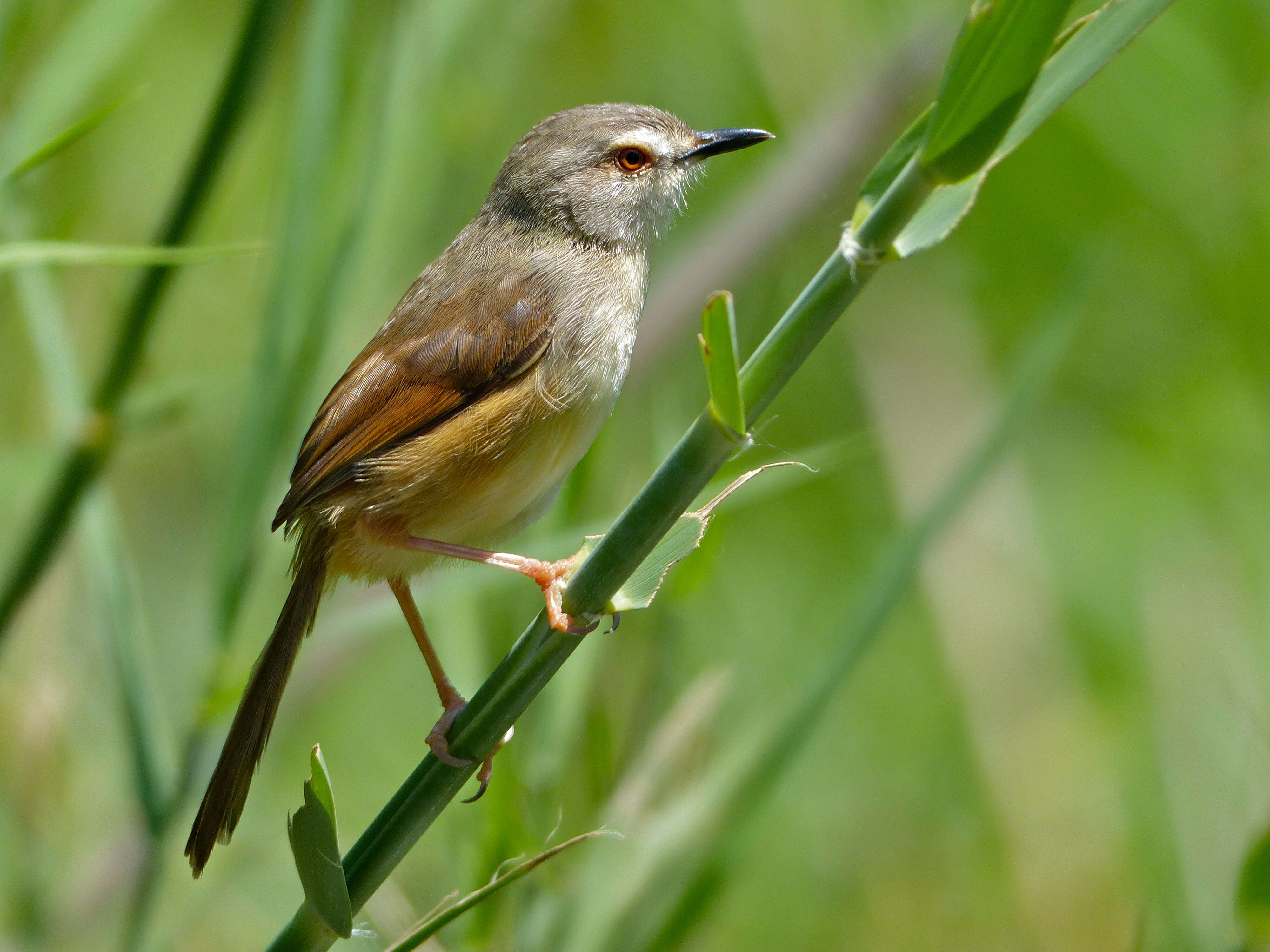 Image of Tawny-flanked Prinia