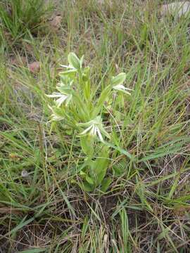 Bonatea boltonii (Harv.) Bolus resmi