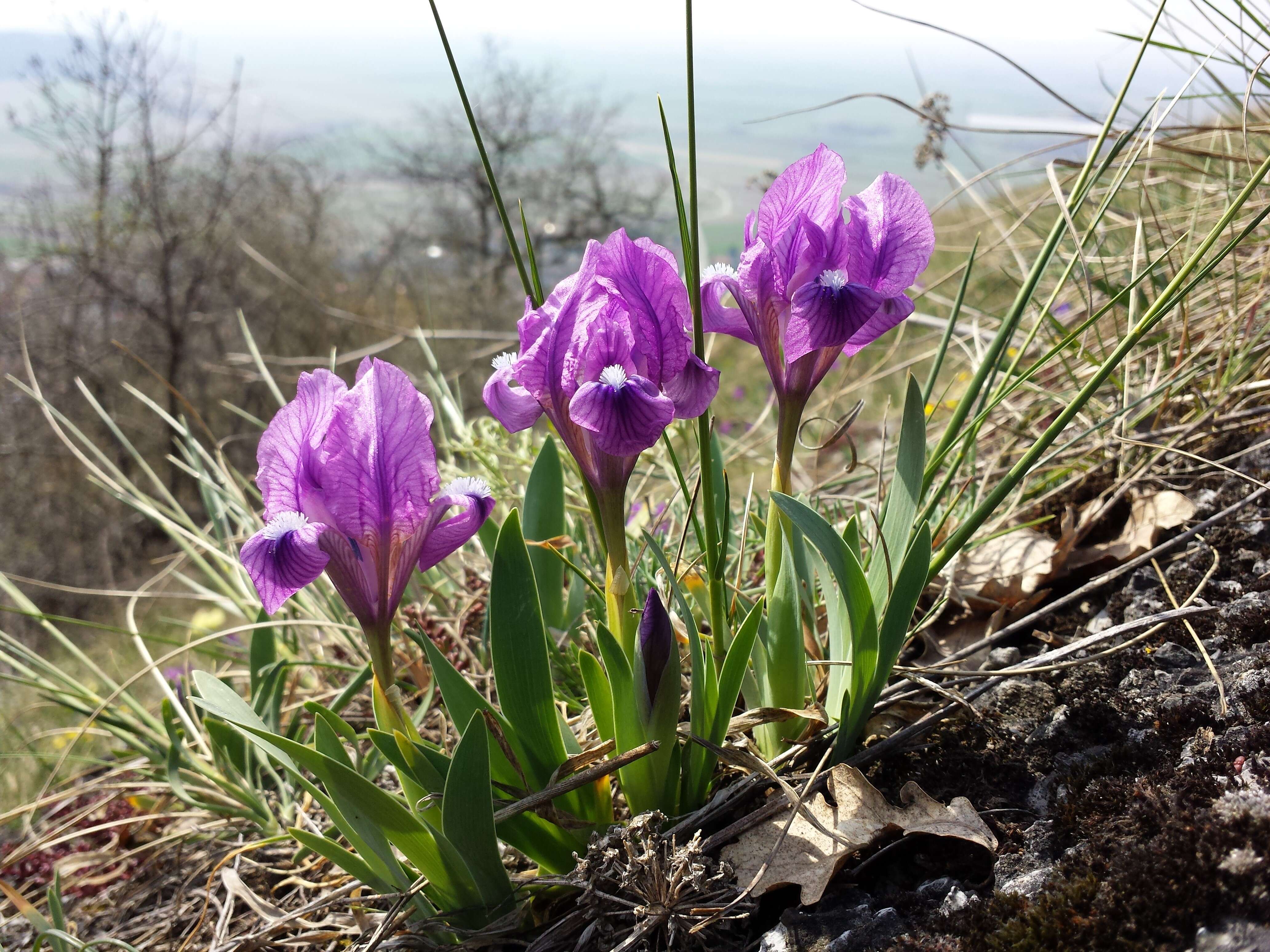 Plancia ëd Iris pumila L.