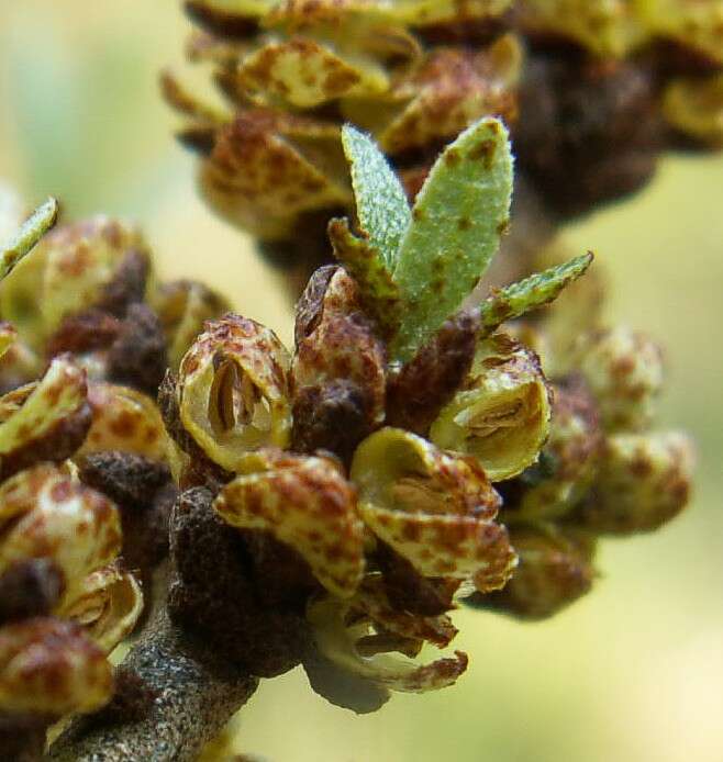 Image of Sea-buckthorn