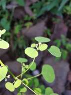 Image of Euphorbia ocymoidea L.