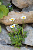 Image of Emory's rockdaisy