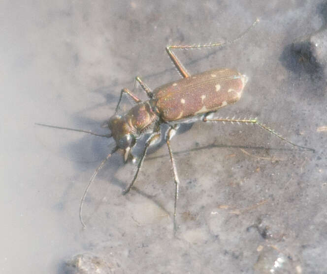 Image of Myriochila (Myriochila) melancholica (Fabricius 1798)