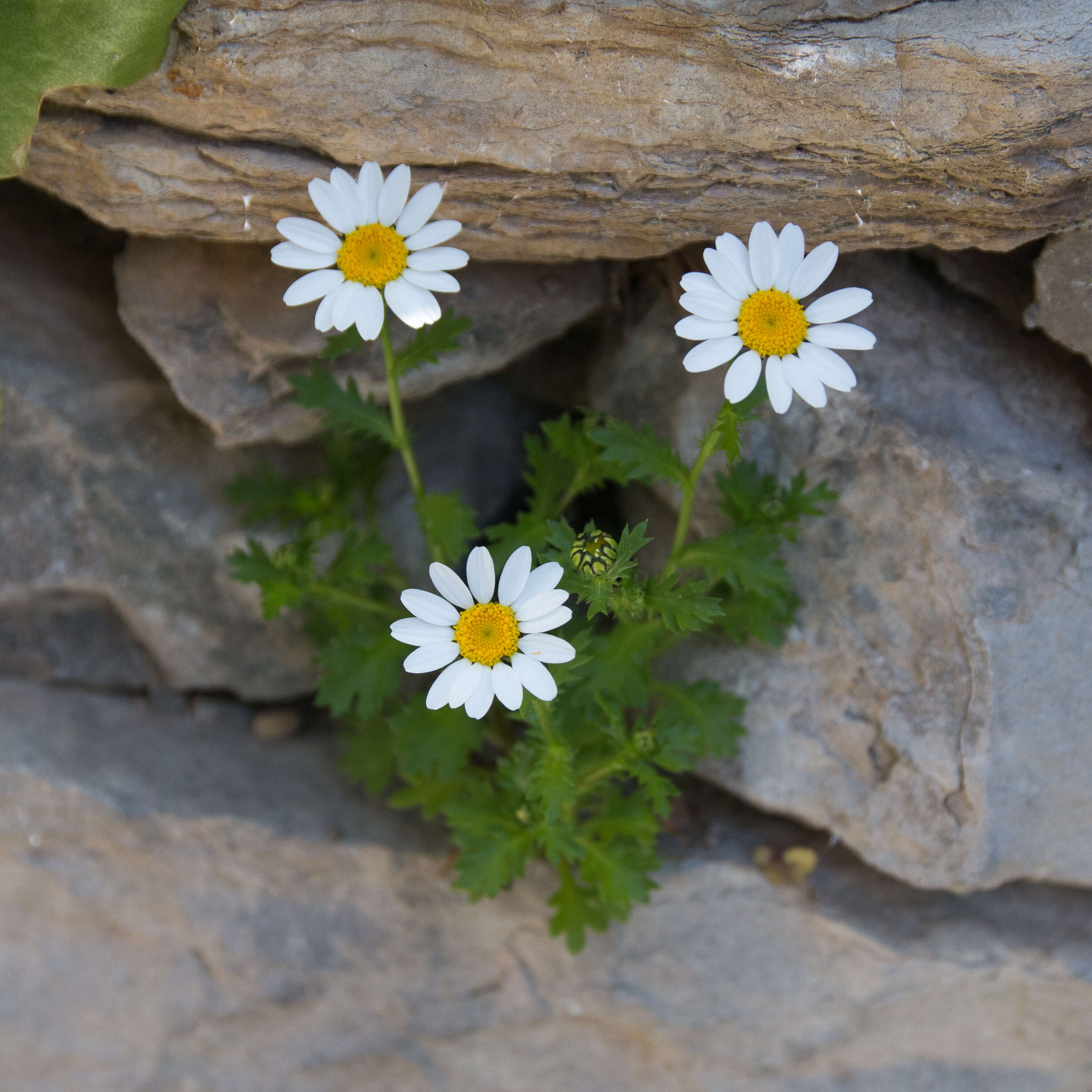 Слика од Leucanthemum vulgare Lam.