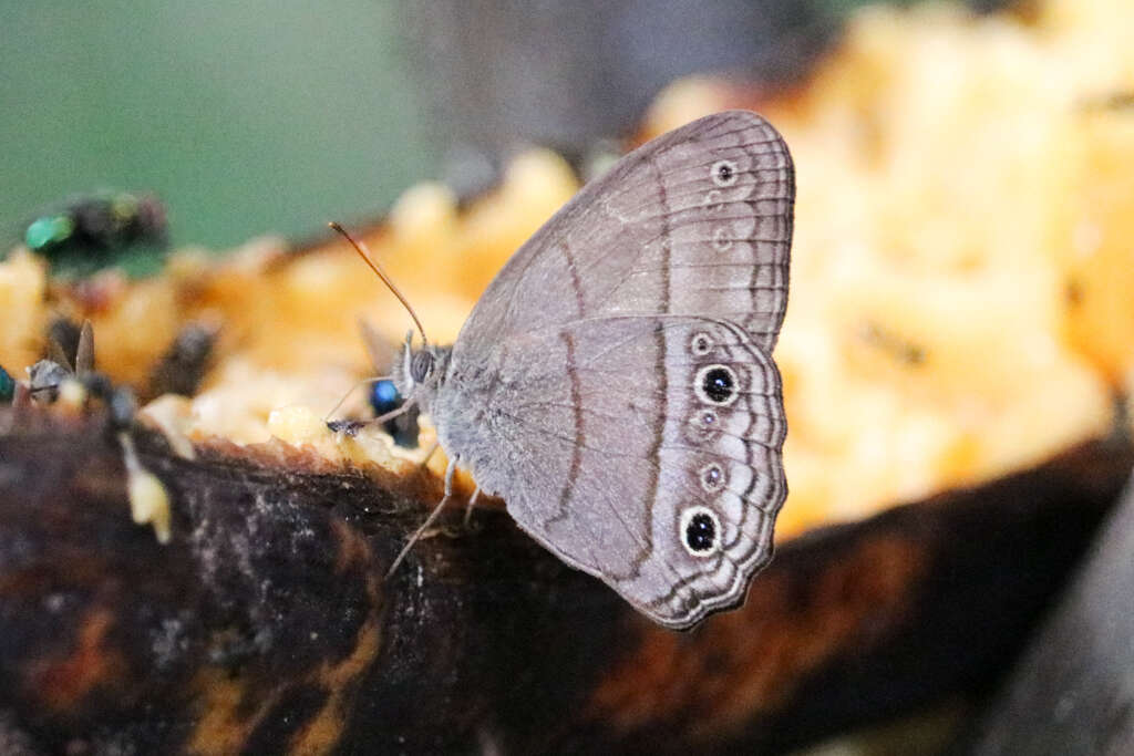 Image of Cissia themis