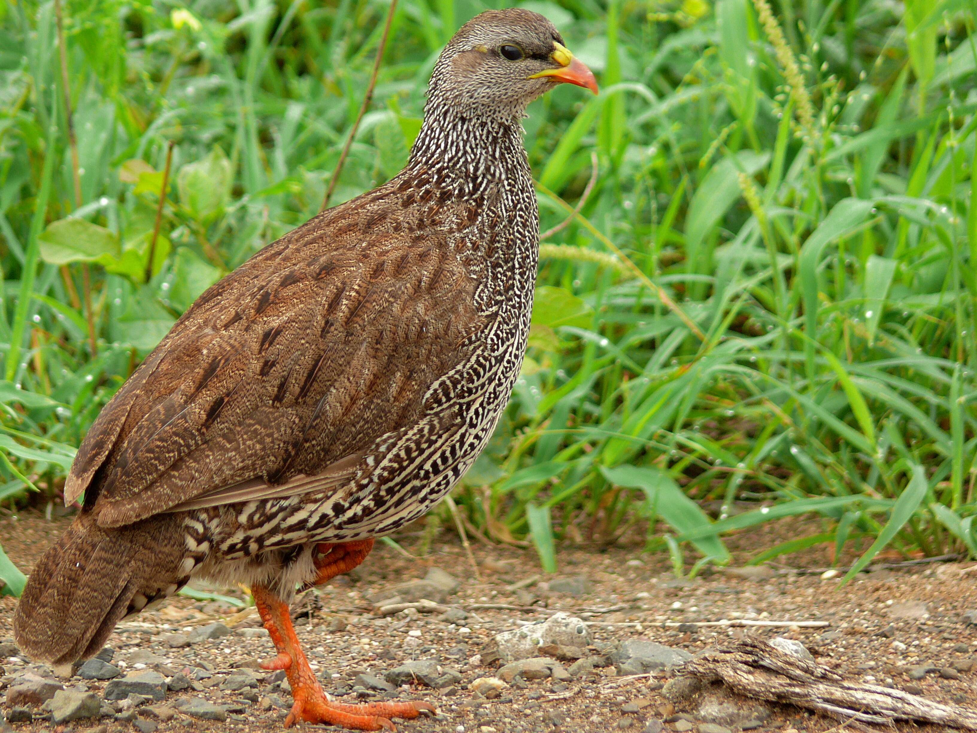 Image of Natal Francolin