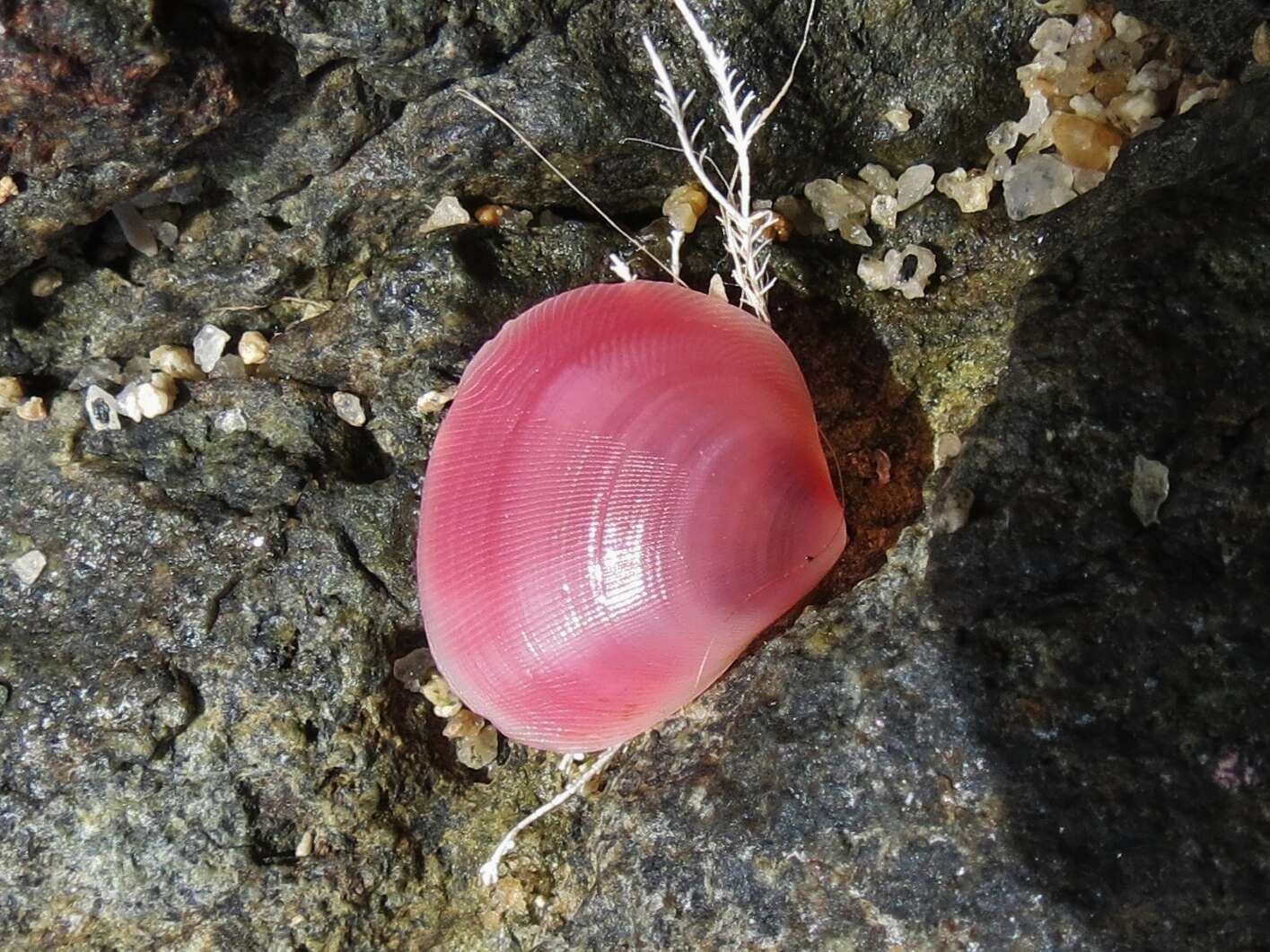 Слика од Strigilla carnaria (Linnaeus 1758)