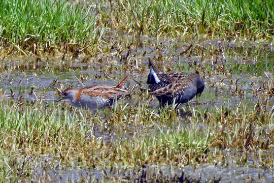 Image of Australian Crake