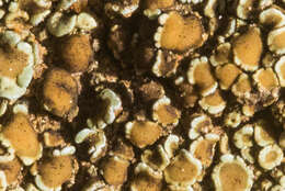 Image of Lecanora sierrae B. D. Ryan & T. H. Nash