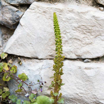 Image of Umbilicus rupestris (Salisb.) Dandy