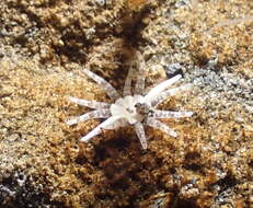 Image of cryptic burrowing anemone