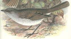 Image of Hawaiian Thrush