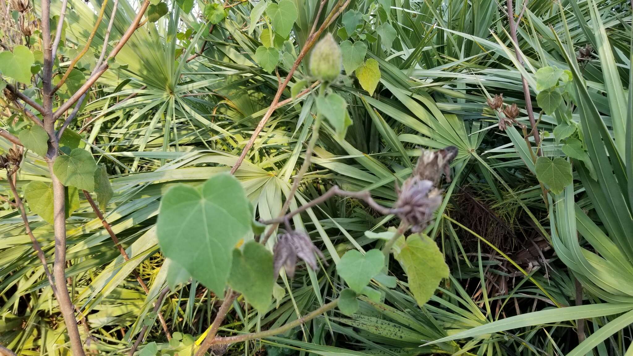 Sivun Hibiscus furcellatus Desr. kuva