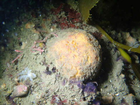 Image of orange rough ball horny sponge