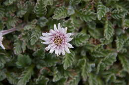 Image of Leucheria hahnii Franch.