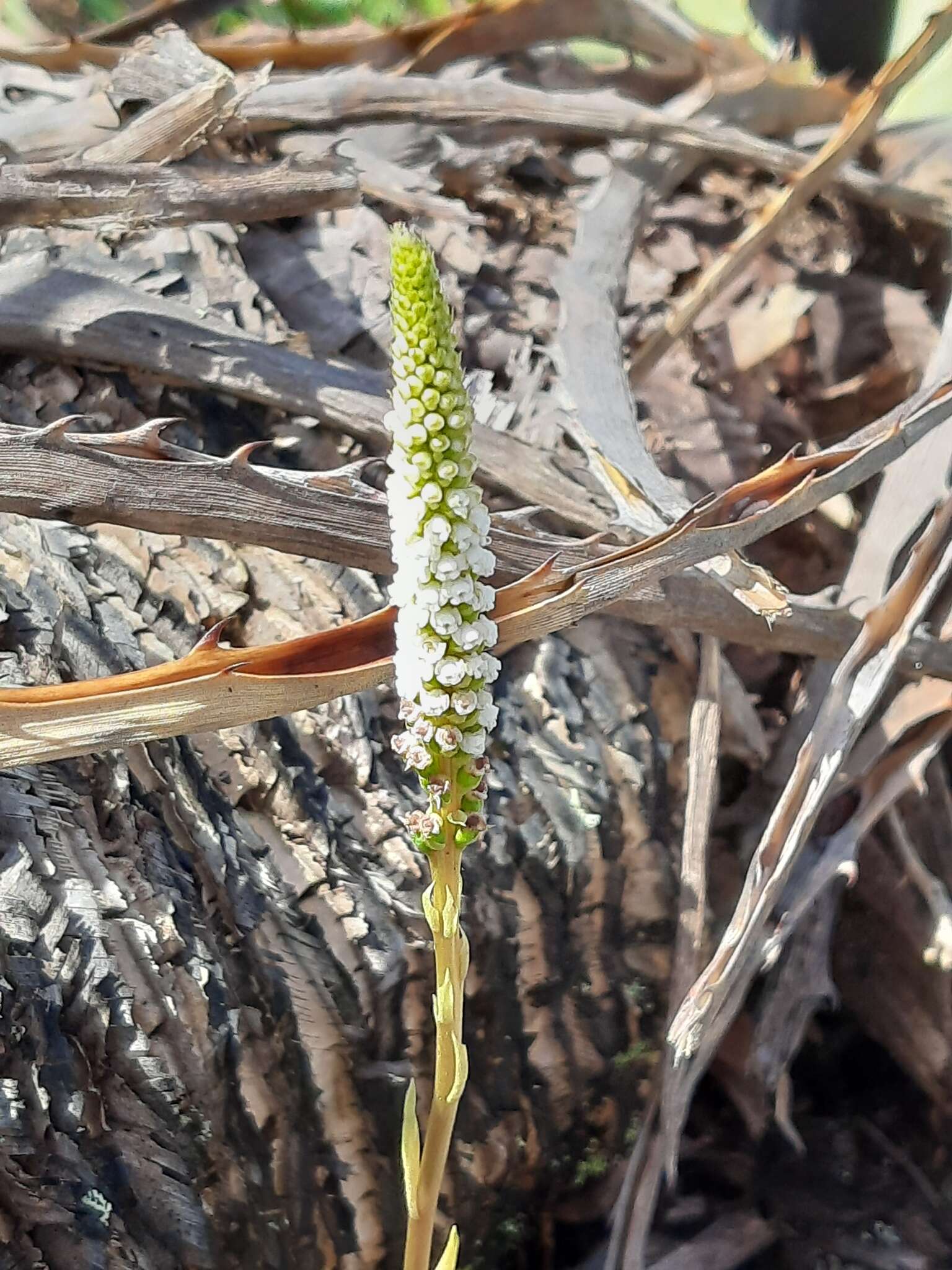 Image of Small Prescott Orchid