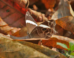 Image of Bamboo Tree Brown