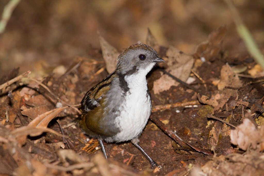 Image de Orthonychidae