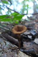 Image of Lentinus velutinus Fr. 1830