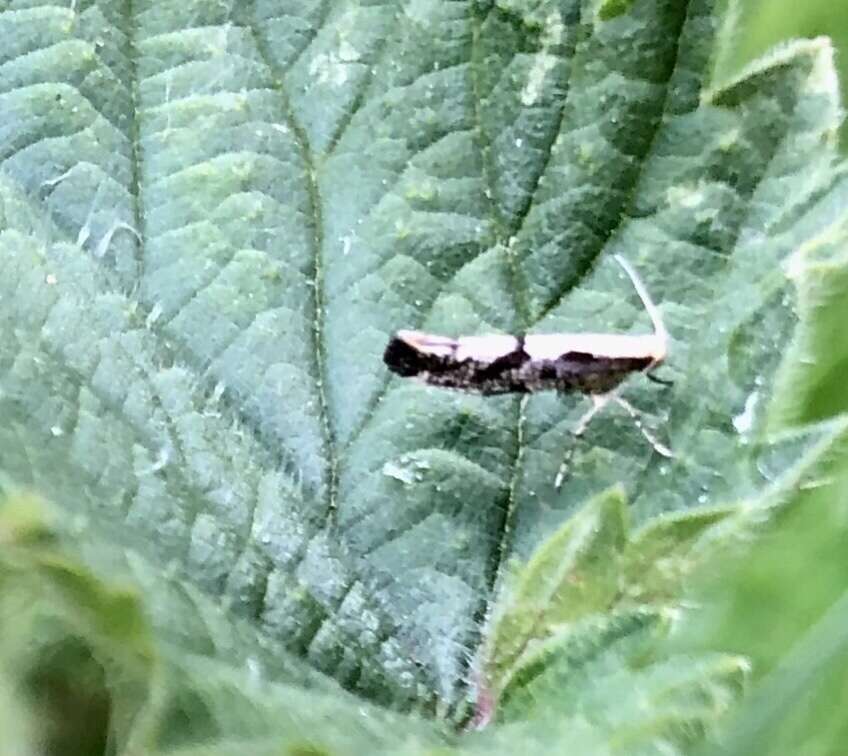 Imagem de Argyresthia conjugella Zeller 1839