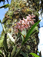 Image of Prosthechea allemanoides (Hoehne) W. E. Higgins