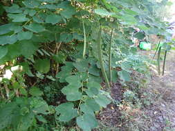 Image of railroadfence