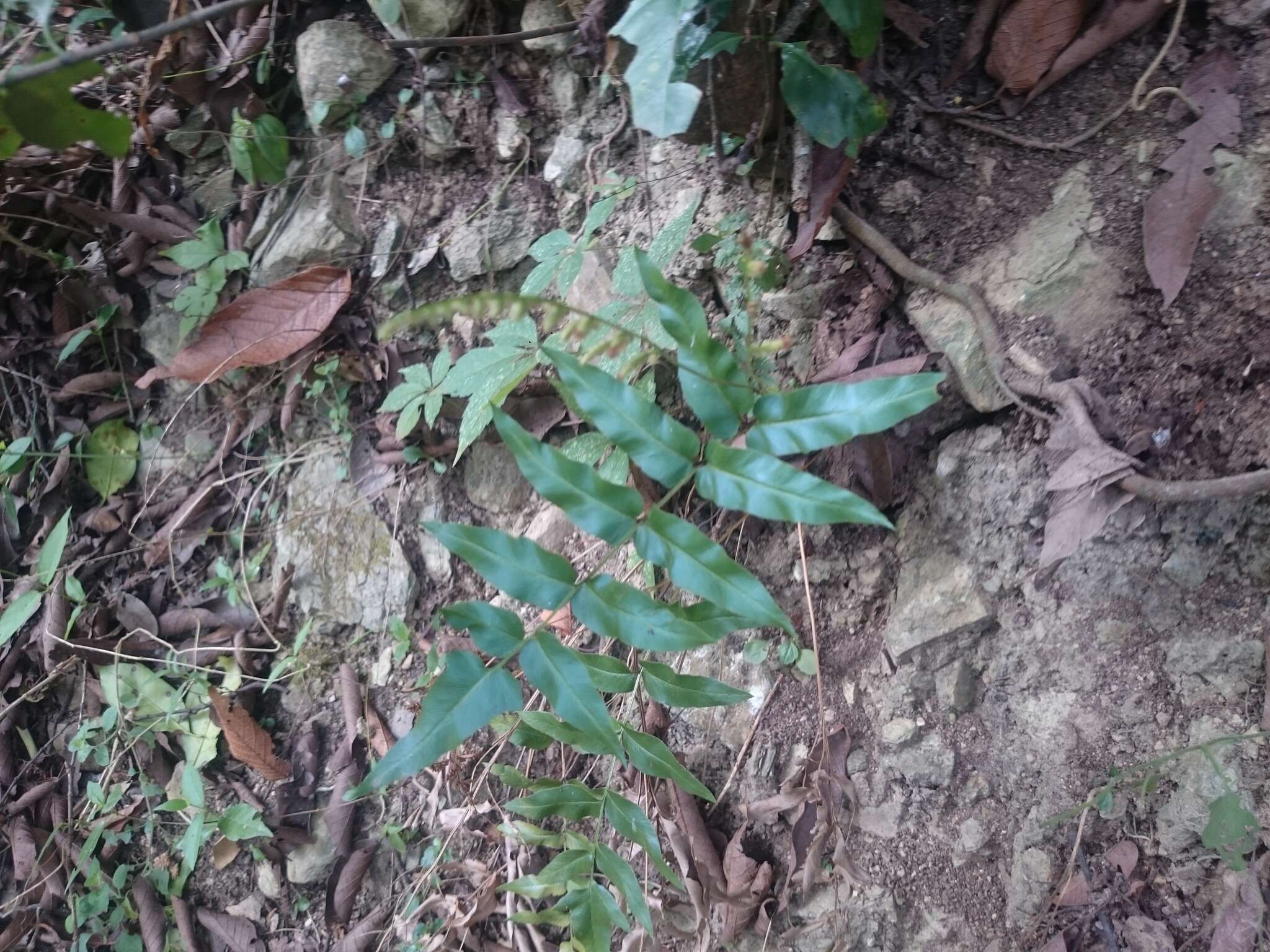 Image of Mexican fern