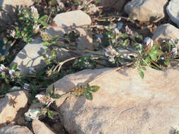 Plancia ëd Trifolium scabrum L.