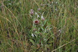 Image of Macledium zeyheri (Sond.) S. Ortiz