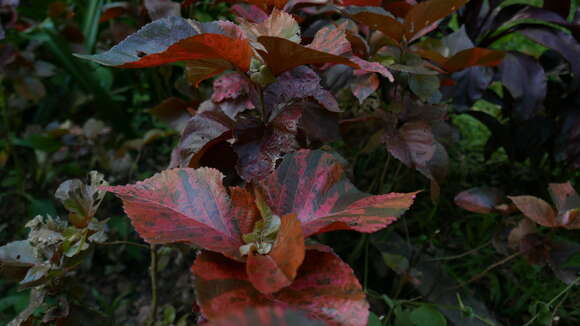 Image de Acalypha wilkesiana Müll. Arg.