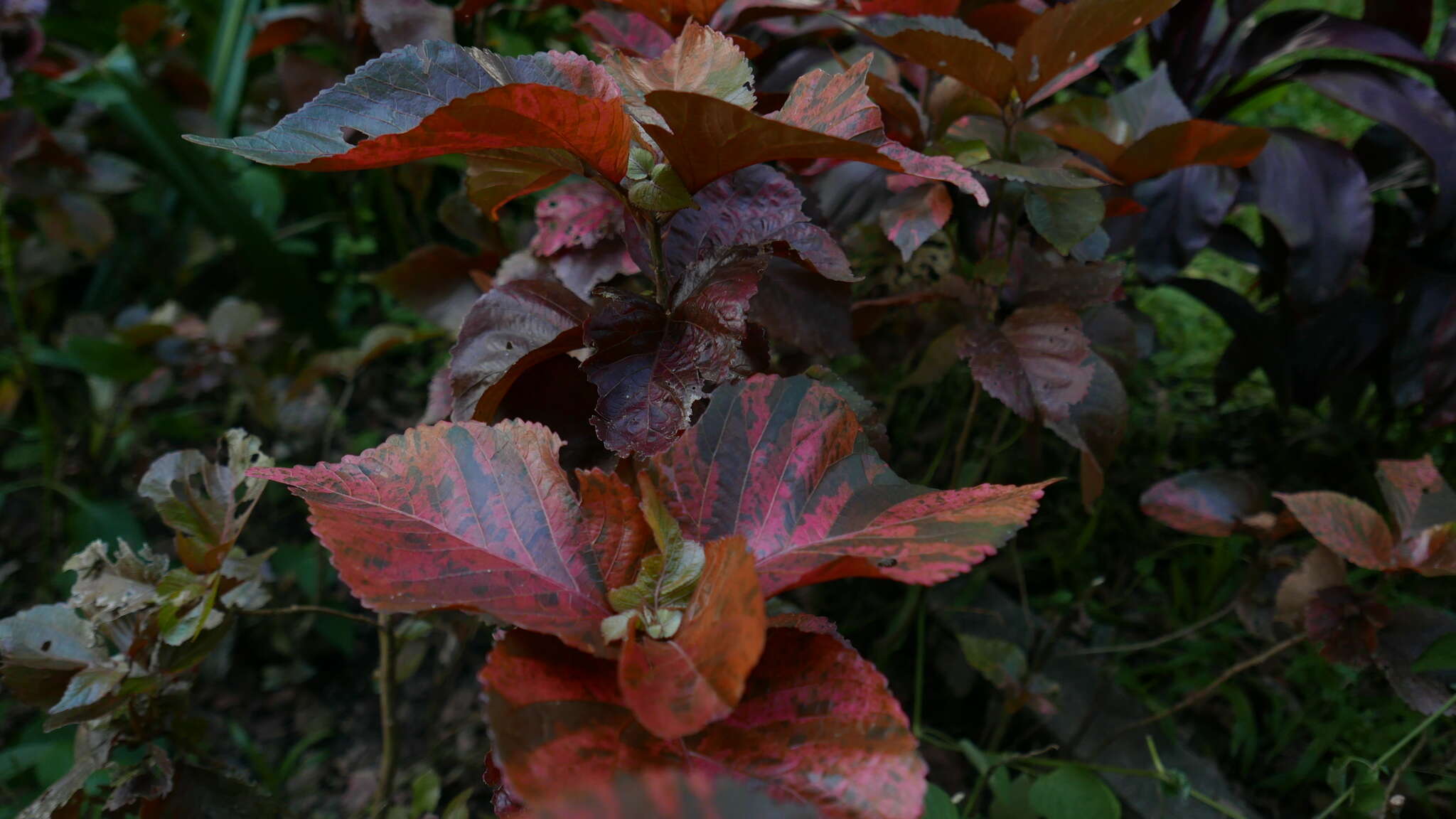 صورة Acalypha wilkesiana Müll. Arg.