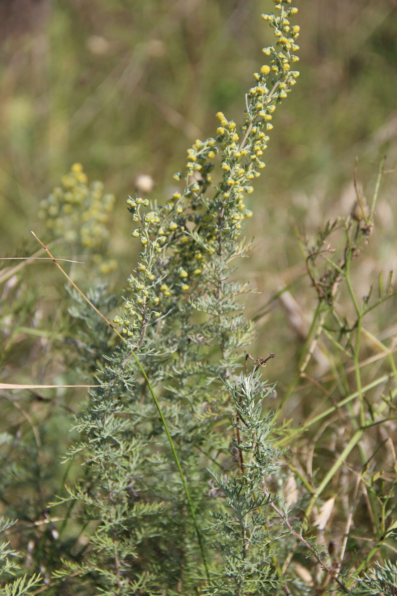 Image of Roman wormwood