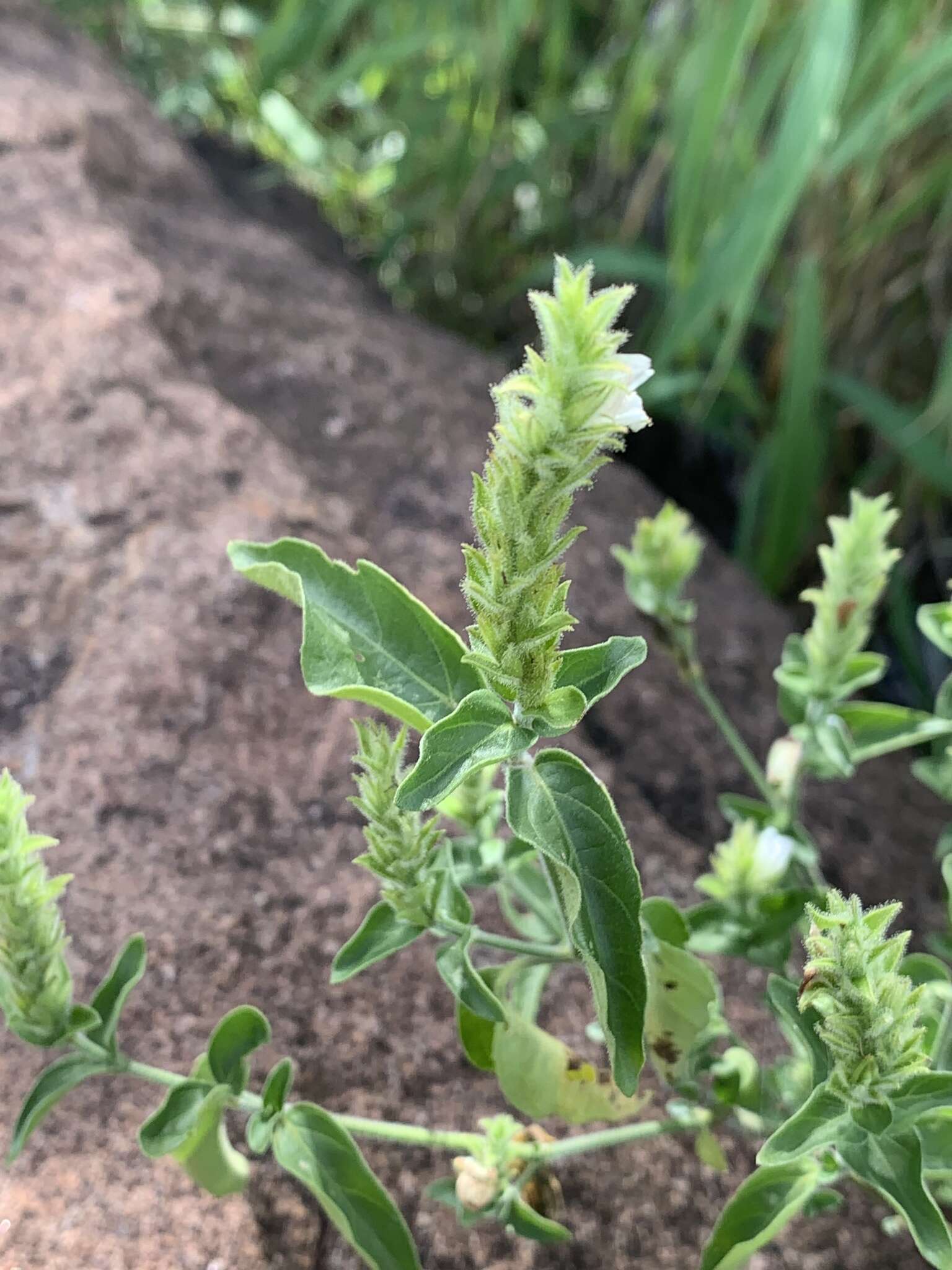 Sivun Isoglossa glandulosissima K. Balkwill kuva