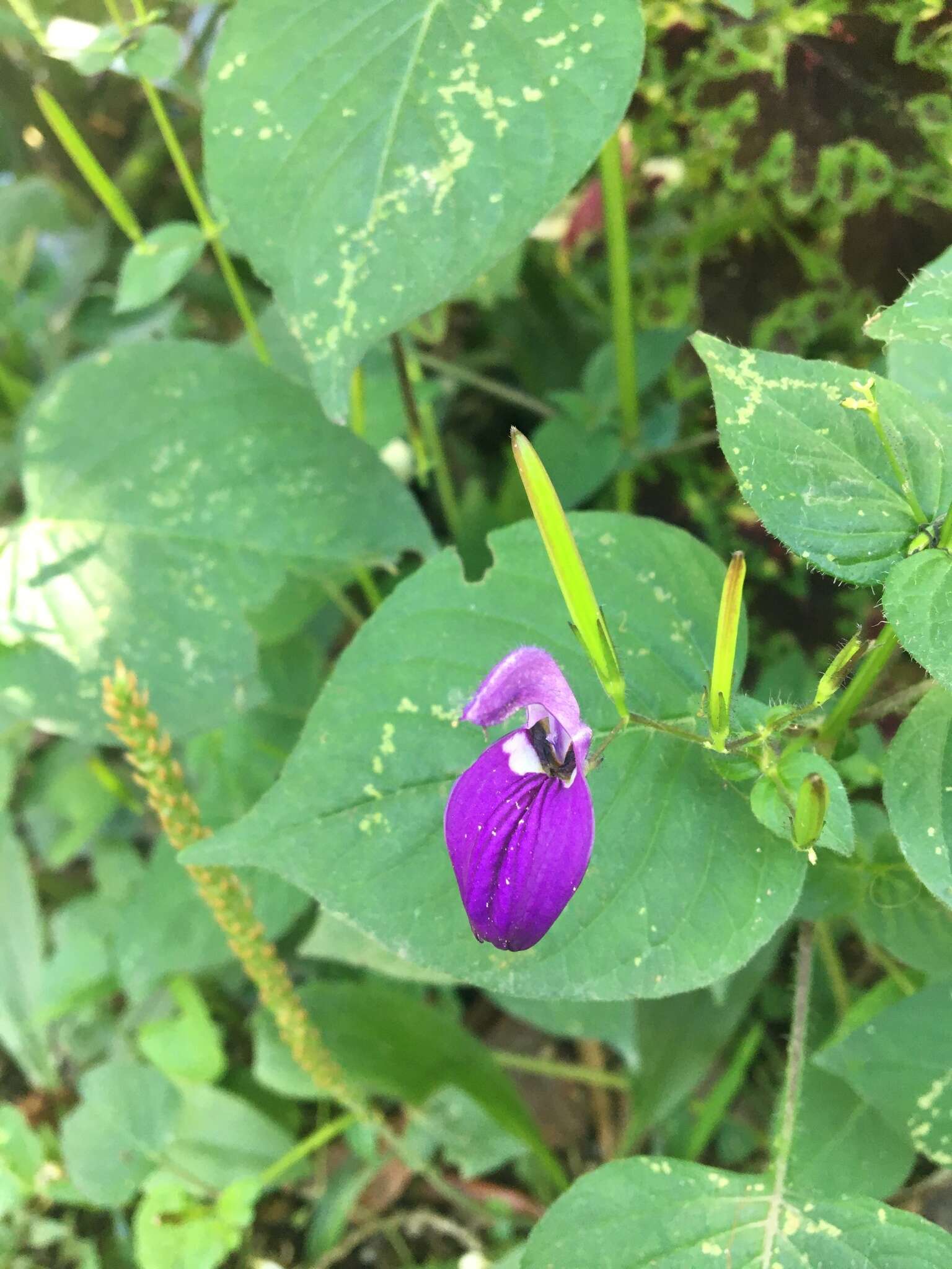 Image of Brillantaisia lamium (Nees) Benth.