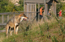 Image of Eurasian Wolf