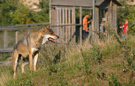 Imagem de Canis lupus lupus Linnaeus 1758