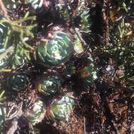 Image of hens and chicks