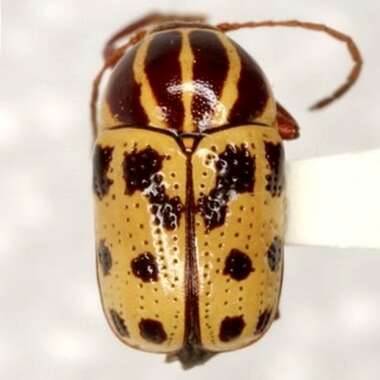 Cryptocephalus texanus Schaeffer 1933 resmi