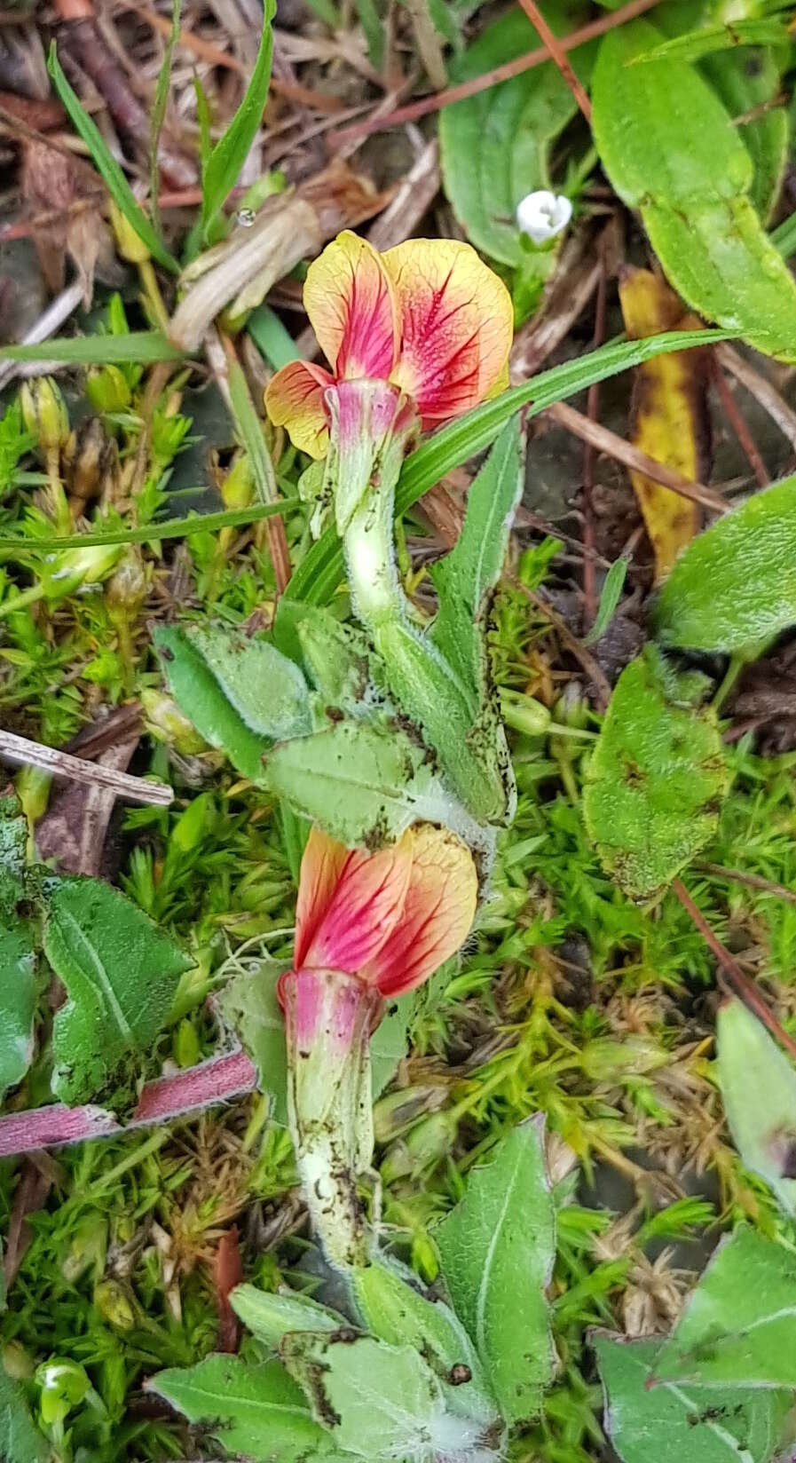 Oenothera epilobiifolia subsp. cuprea (Schltdl.) P. H. Raven & D. R. Parn.的圖片