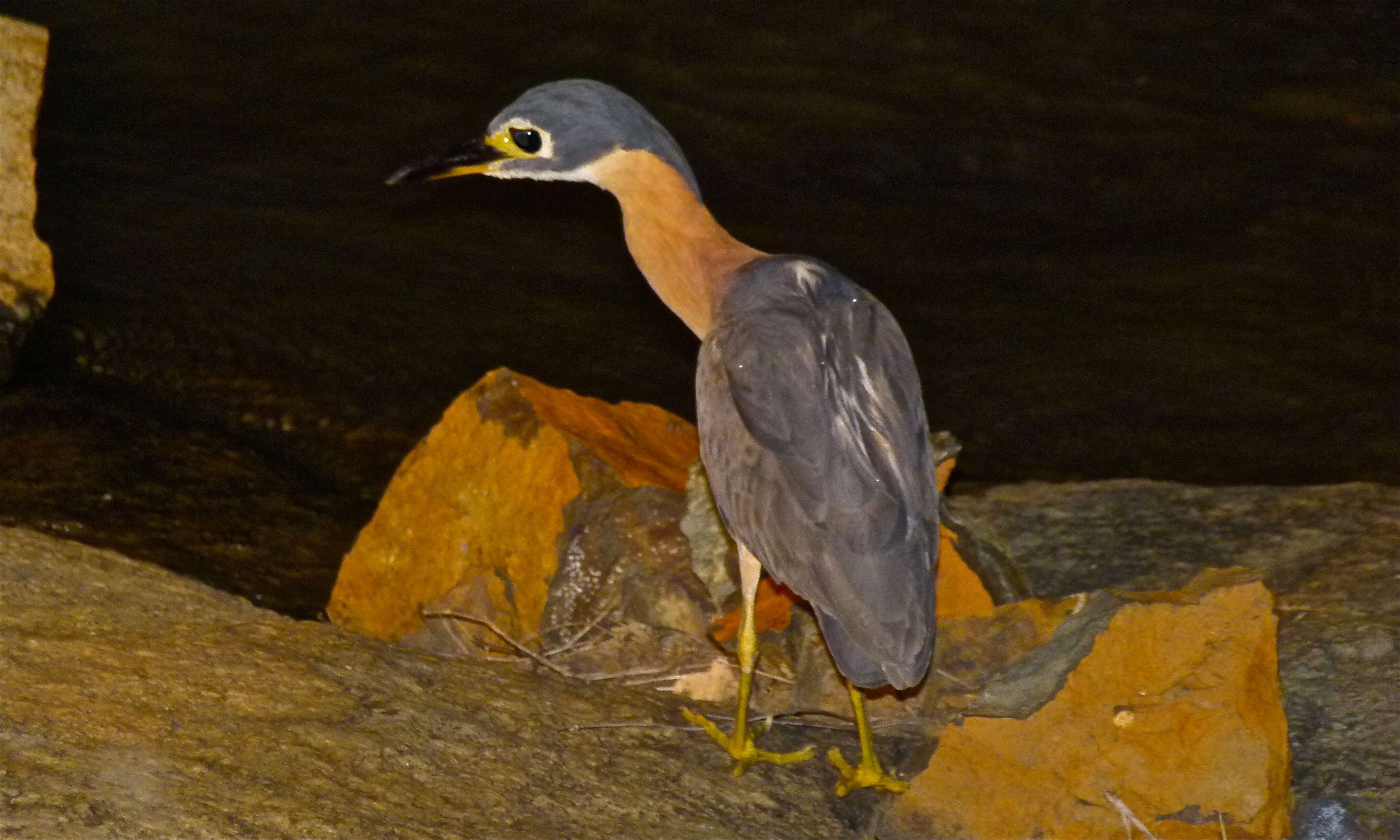 Image of White-backed Night Heron