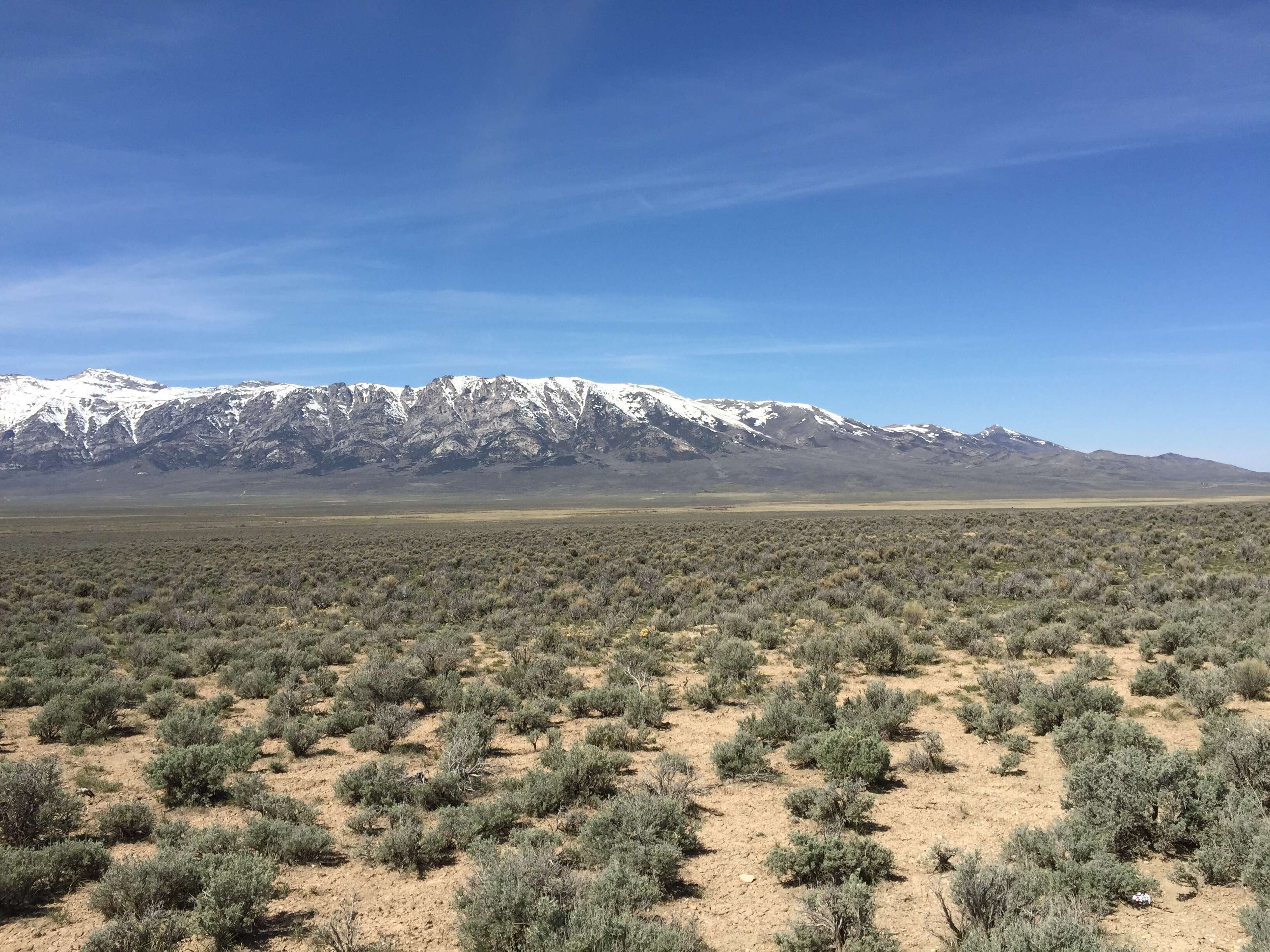 Imagem de Artemisia tridentata (Nutt.) W. A. Weber