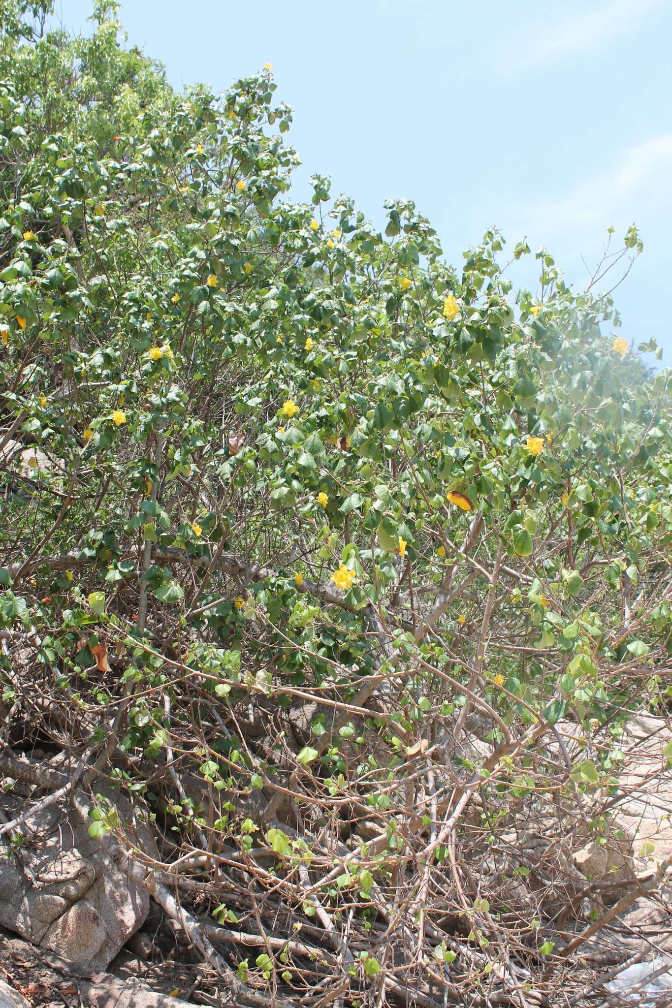 Image of seaside mahoe