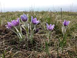 Image of Greater Pasque Flower