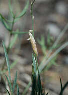 Image of looseflower milkvetch