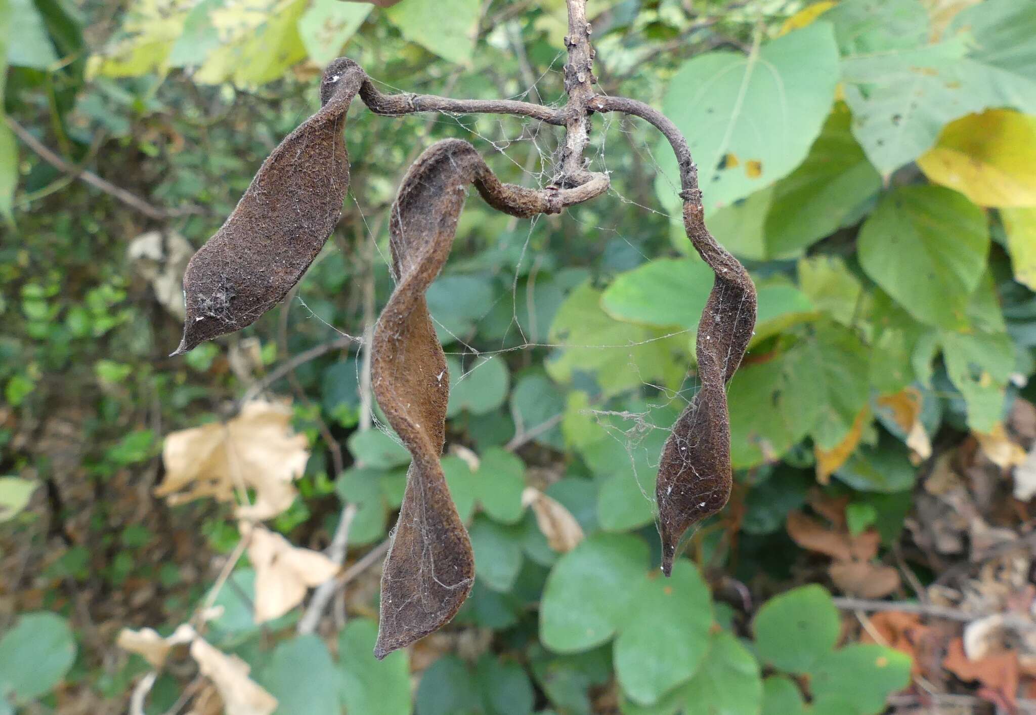 Image of Bauhinia vahlii Wight & Arn.